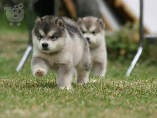 PoulaTo: ALASKA MALAMUTE